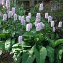 599845-persicaria-bistorta-superba