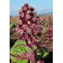 599851-petasites-hybridus