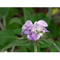 599865-phlomis-cashmeriana