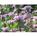 599875-phlomis-tuberosa