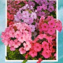 599900-phlox-paniculata-mix