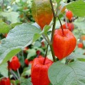 600000-physalis-alkekengi-var-franchetii-gigantea
