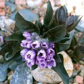 600100-physochlaina-orientalis