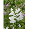 600200-physostegia-virginiana-sneeuwkroon