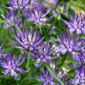600220-phyteuma-scheuchzeri