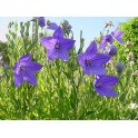 600320-platycodon-grandiflorus-blue