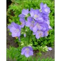 600440-polemonium-caeruleum-blue-pearl