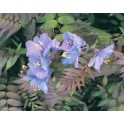 600495-polemonium-yezoense-purple-rain-strain