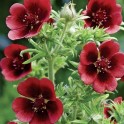 600670-potentilla-thurberi-monarch-velvet
