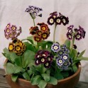 600700-primula-auricula-hybriden