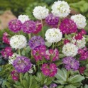 600800-primula-denticulata