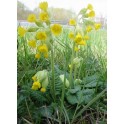 601050-primula-veris