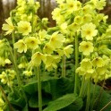 601090-primula-elatior