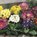 601100-primula-elatior-large-flowered-mixed