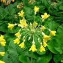 601130-primula-florindae