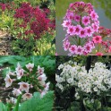 601140-primula-japonica-mixed-hybrids