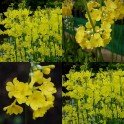 601145-primula-prolifera
