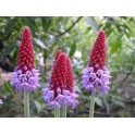 601150-primula-vialii