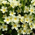 601180-primula-vulgaris