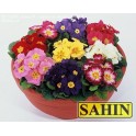 601200-primula-vulgaris-mixed-s1-hybrids