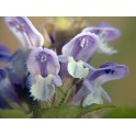 601310-prunella-vulgaris