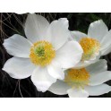 601330-pulsatilla-alpina