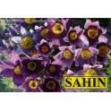 601350-pulsatilla-vulgaris