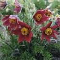 601400-pulsatilla-vulgaris-red-cloak-rubra