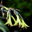 601410-puya-mirabilis