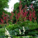 601670-rheum-palmatum-atrosanguineum-red-herald
