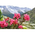 601700-rhododendron-ferrugineum