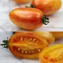 291167-olijftomaatje-blush-tiger-blush