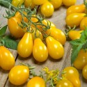 291223-kerstomaat-gelbe-dattelweintomate