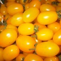 291230-olijftomaatje-golden-grape
