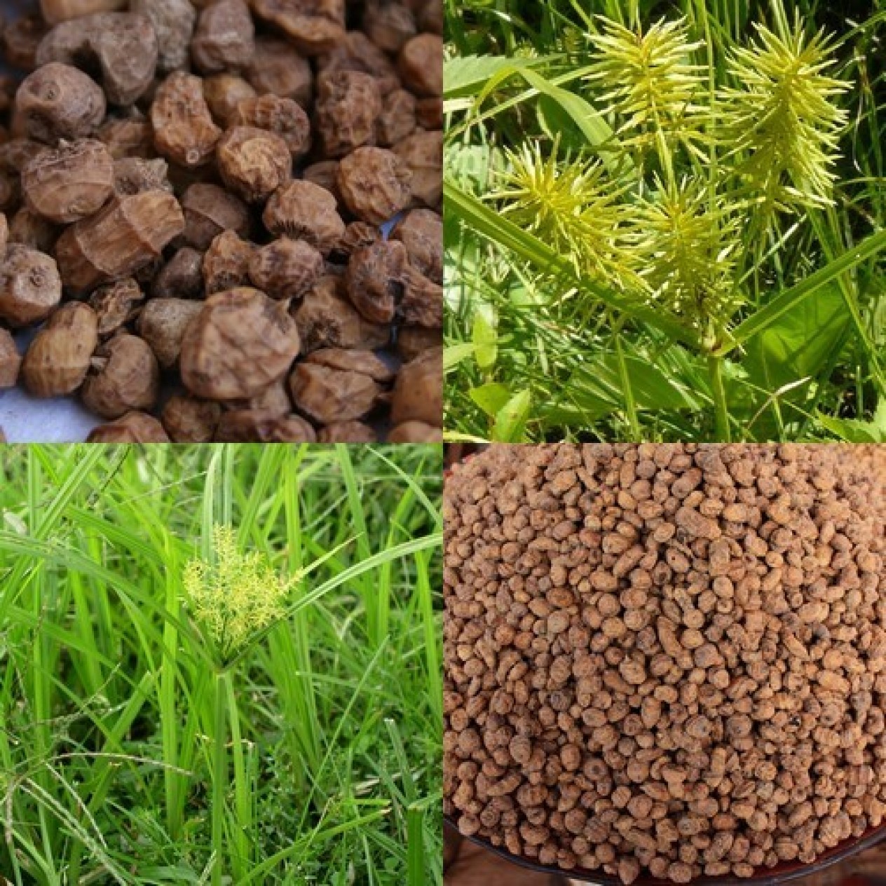 001000-aardamandel-nutty-portuguese