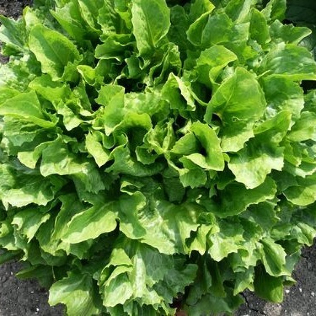 005050-andijvie-nummer-vijf-broadleaf-batavian-batavian-green