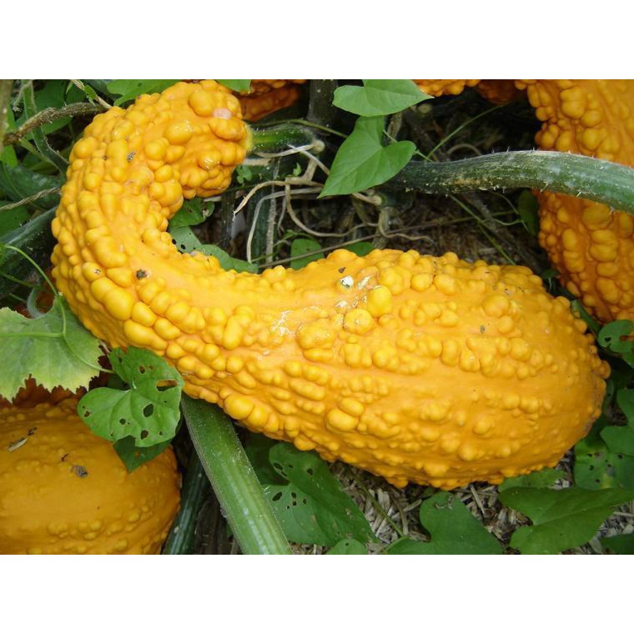 075140-courgette-early-summer-crookneck-coutor-ete-lohengrin-friulano-wrinkled