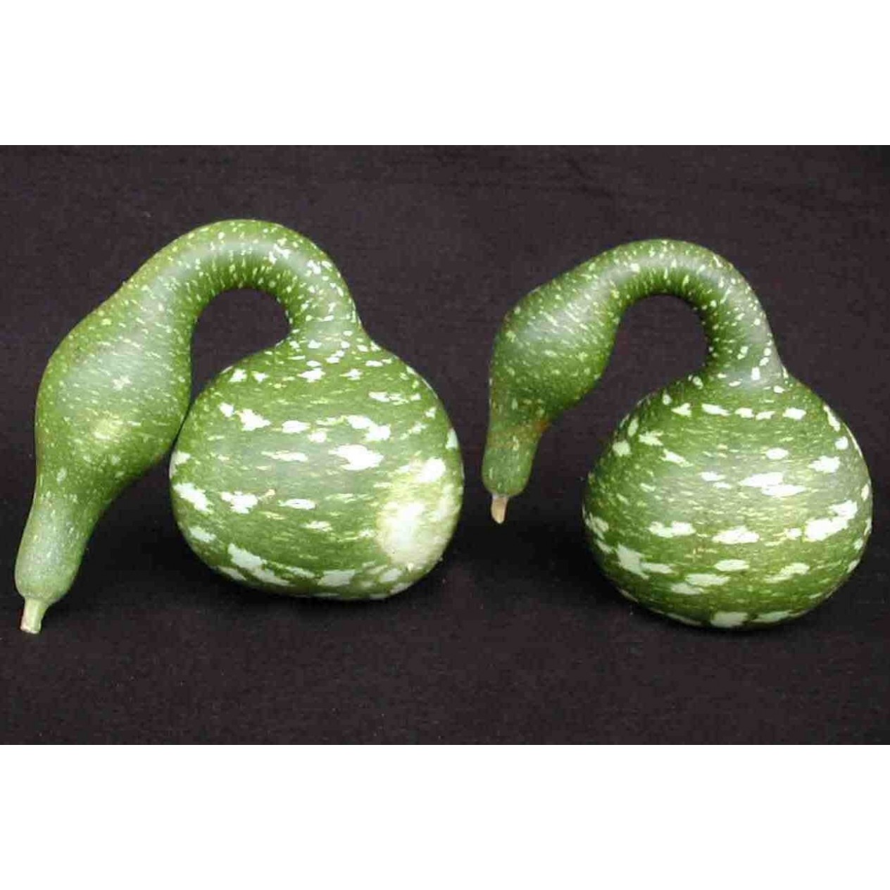 121630-kalebas-speckled-swan-crookneck-swan