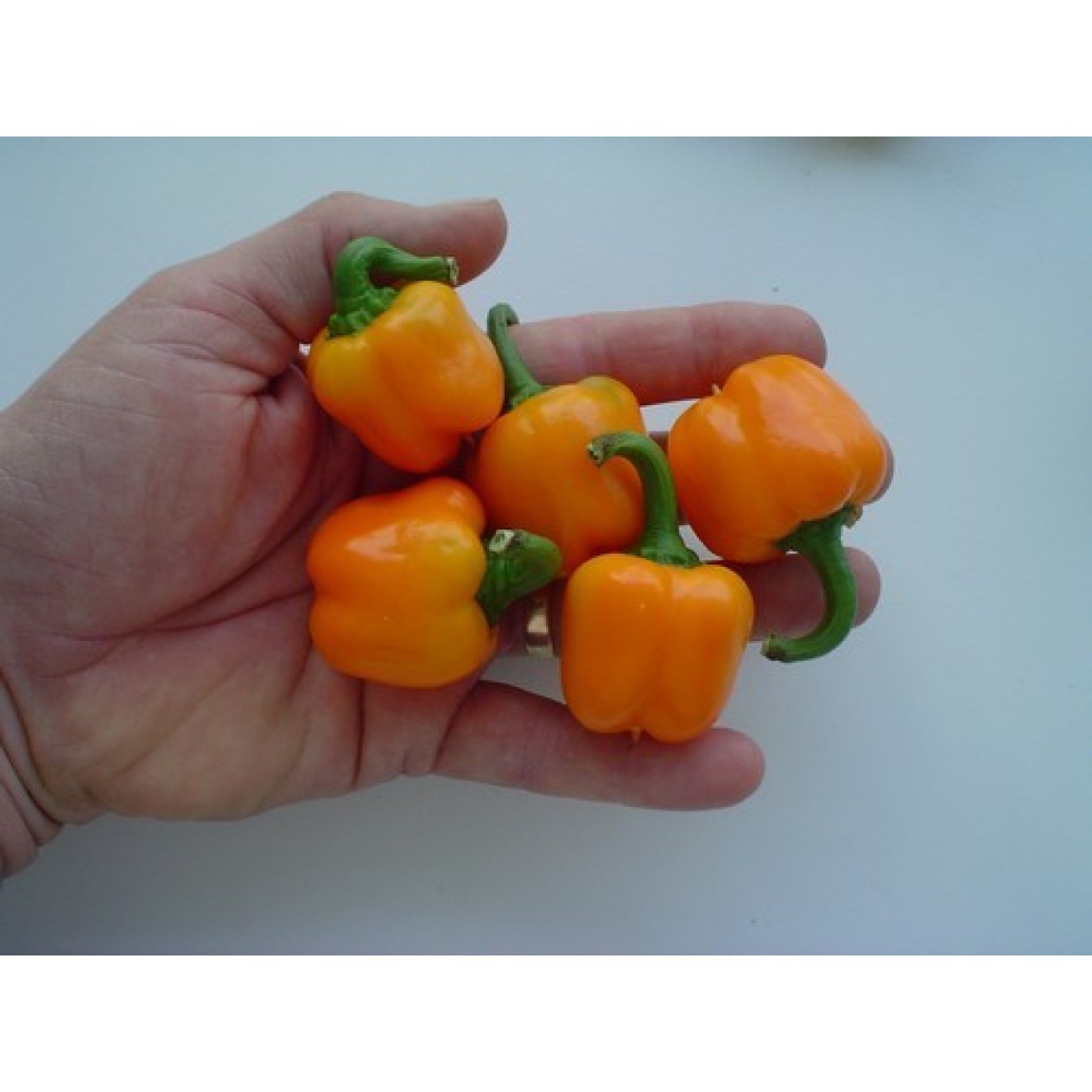 205560-paprika-coctail-orange-f1-micro-orange-block-f1