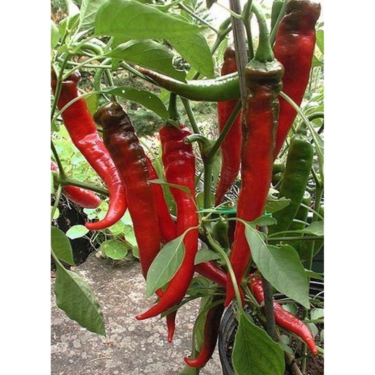 205757-paprika-jimmy-nardello
