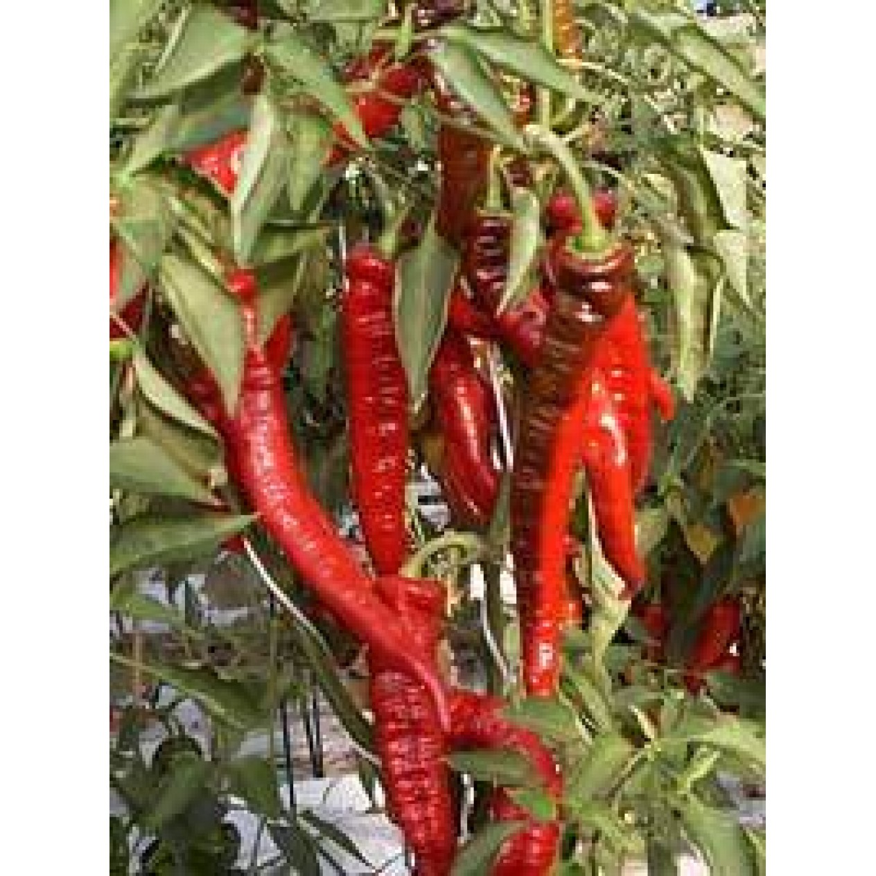 205770-paprika-lombardo