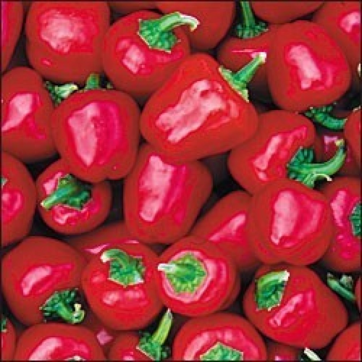 205848-paprika-mini-red-bell