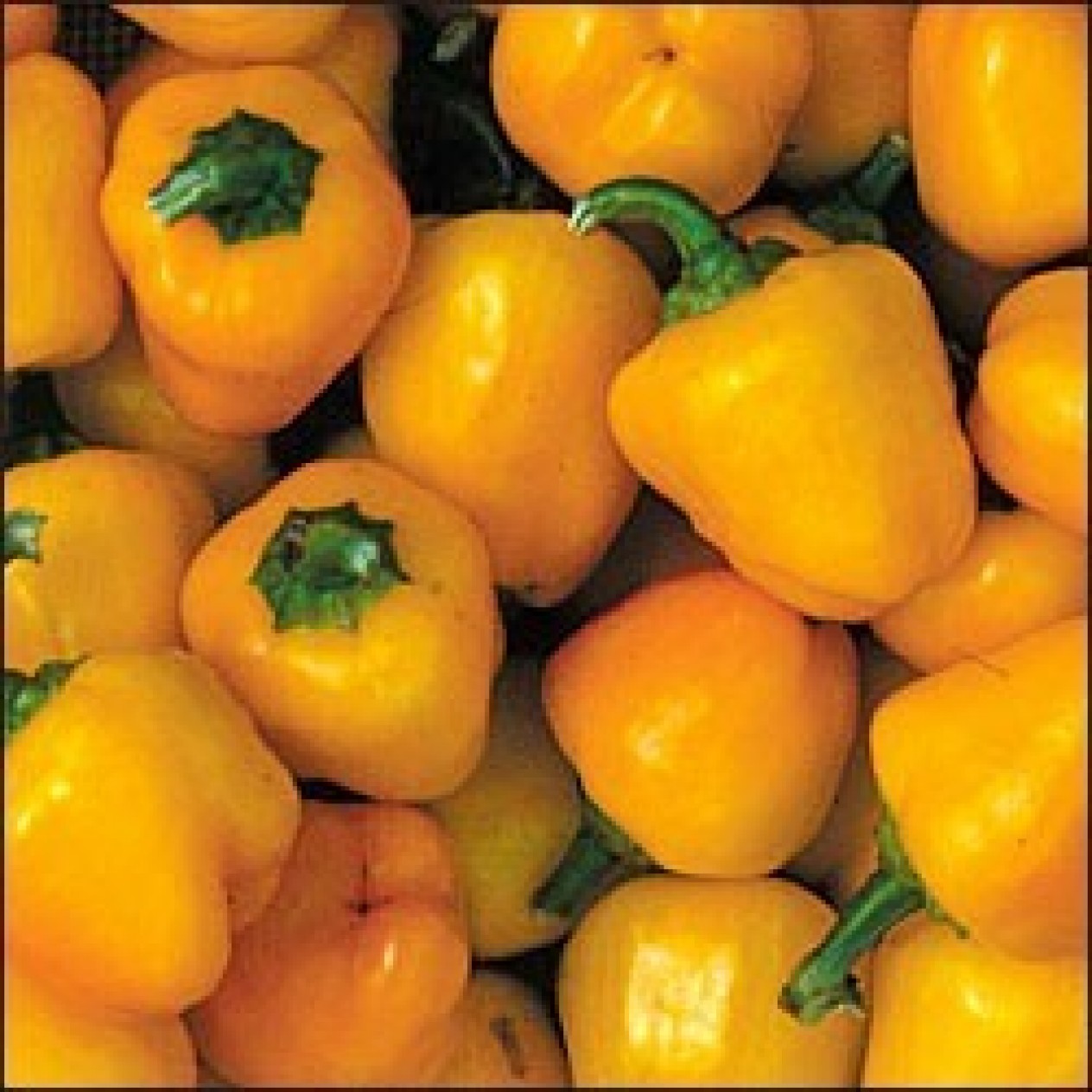 205850-paprika-mini-yellow-bell