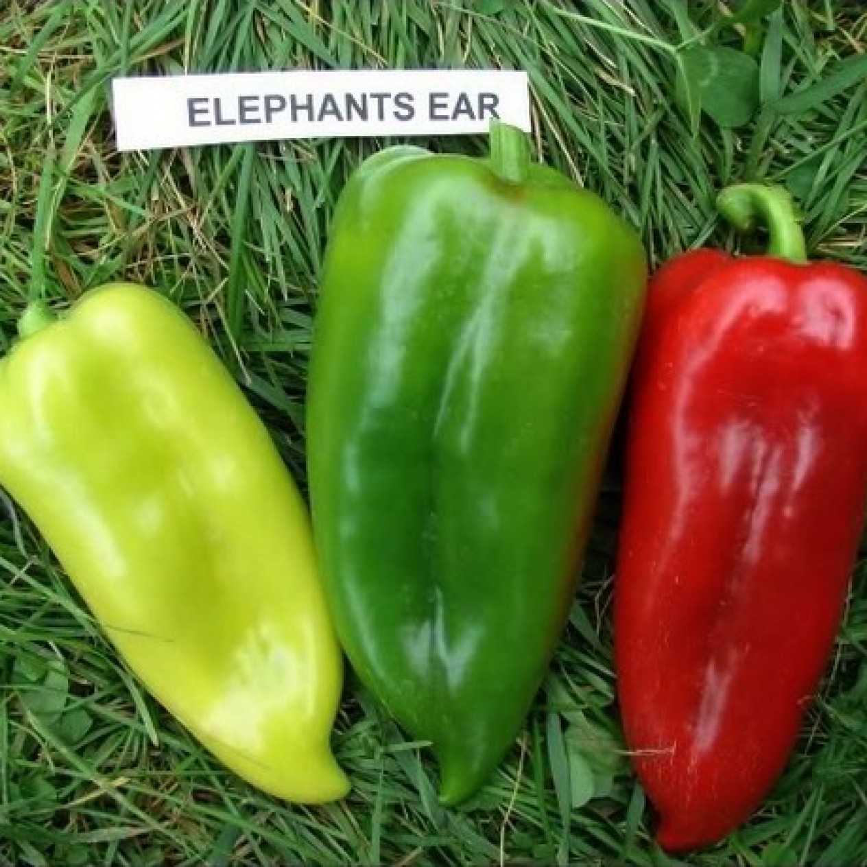 205860-paprika-elephant-ear-atri