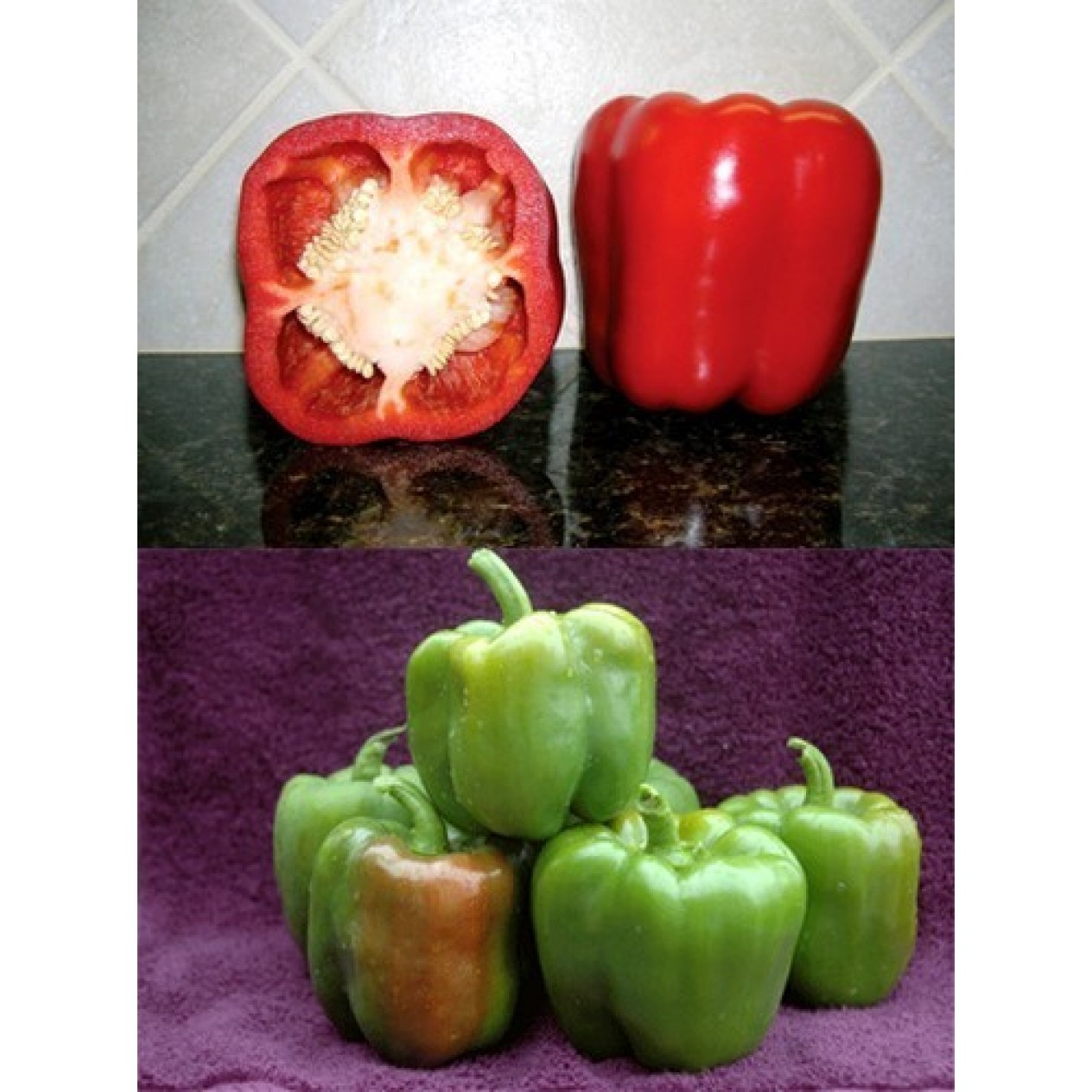 205970-paprika-north-star-f1