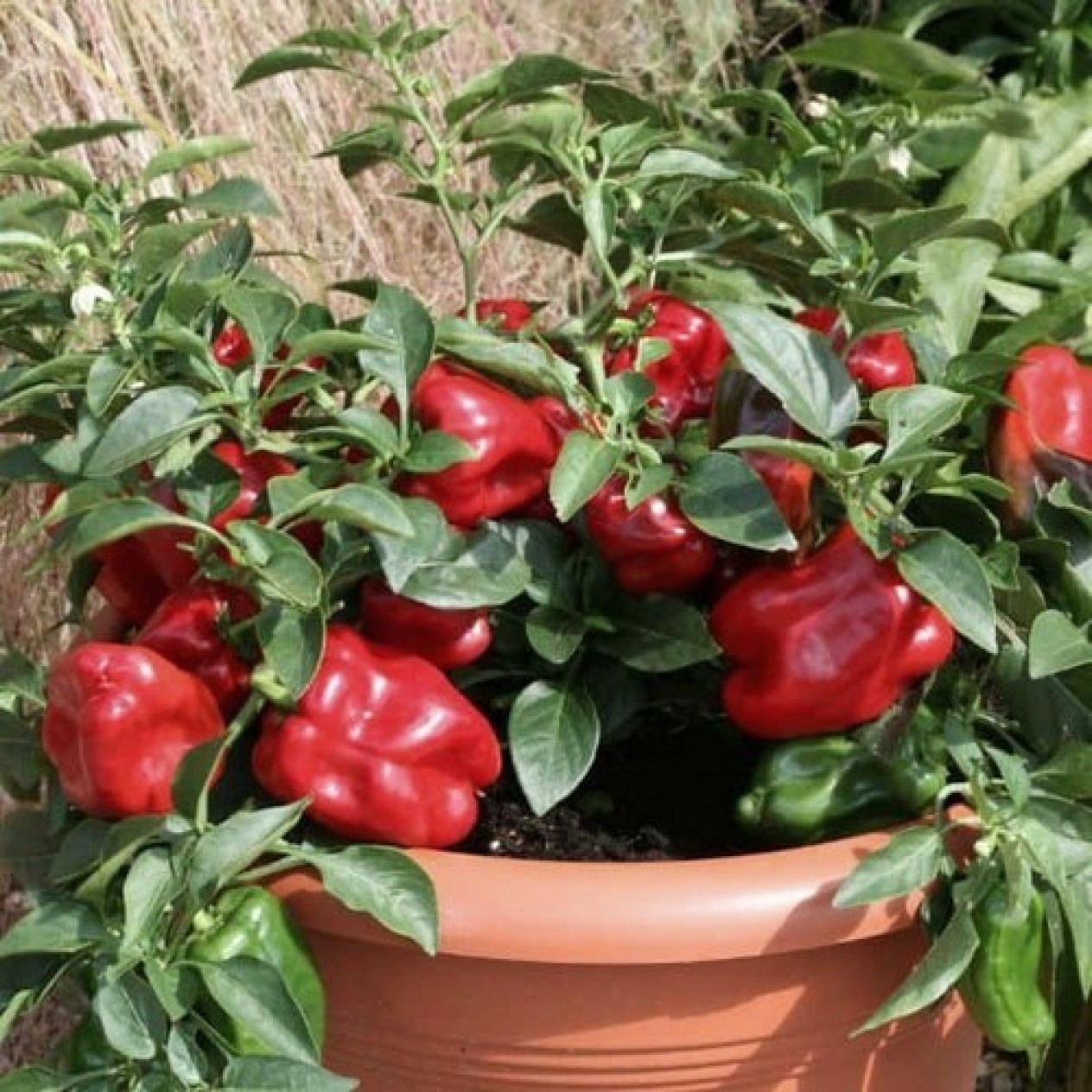 206040-paprika-redskin-f1