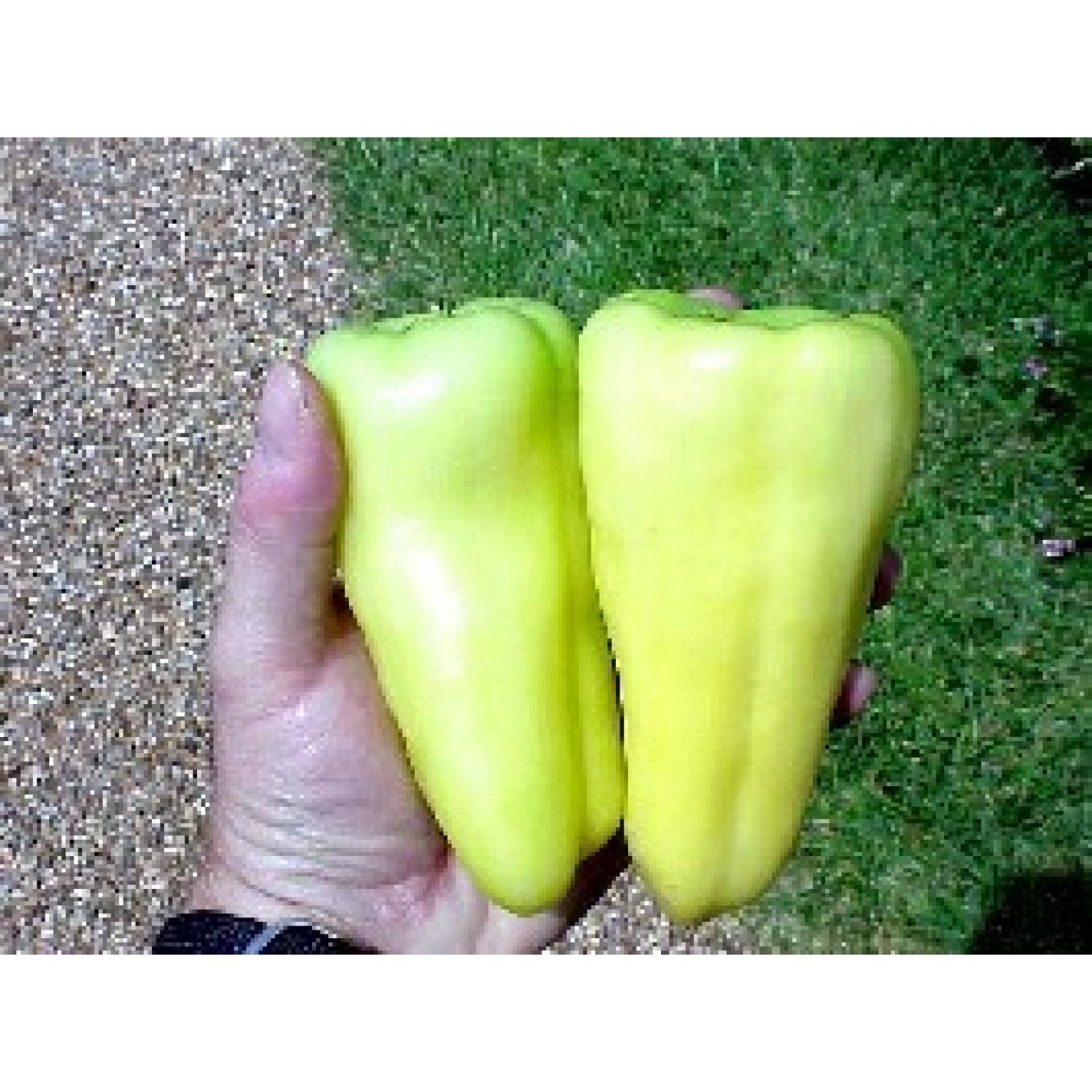 206100-paprika-super-sweet-banana-f1-gypsy-banana-f1-banana-bounty-f1