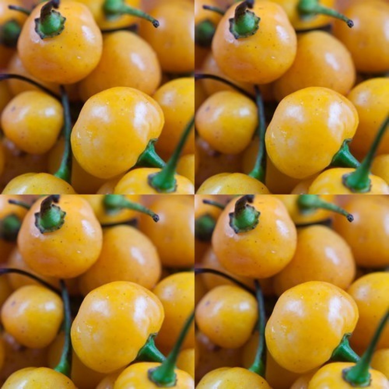 207690-peper-aji-charapita