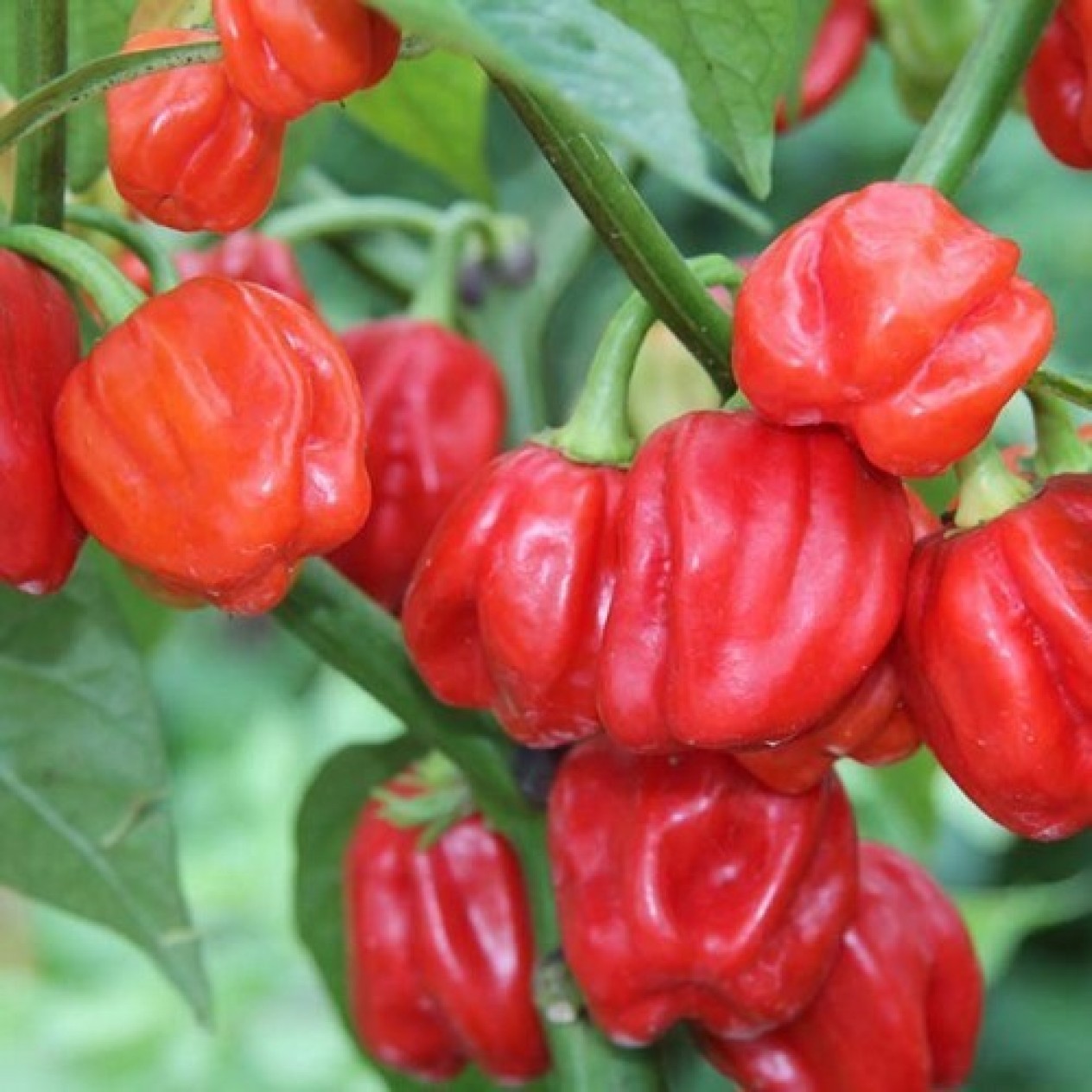 207715-peper-ajoema-type-gambia-habanero-gambia