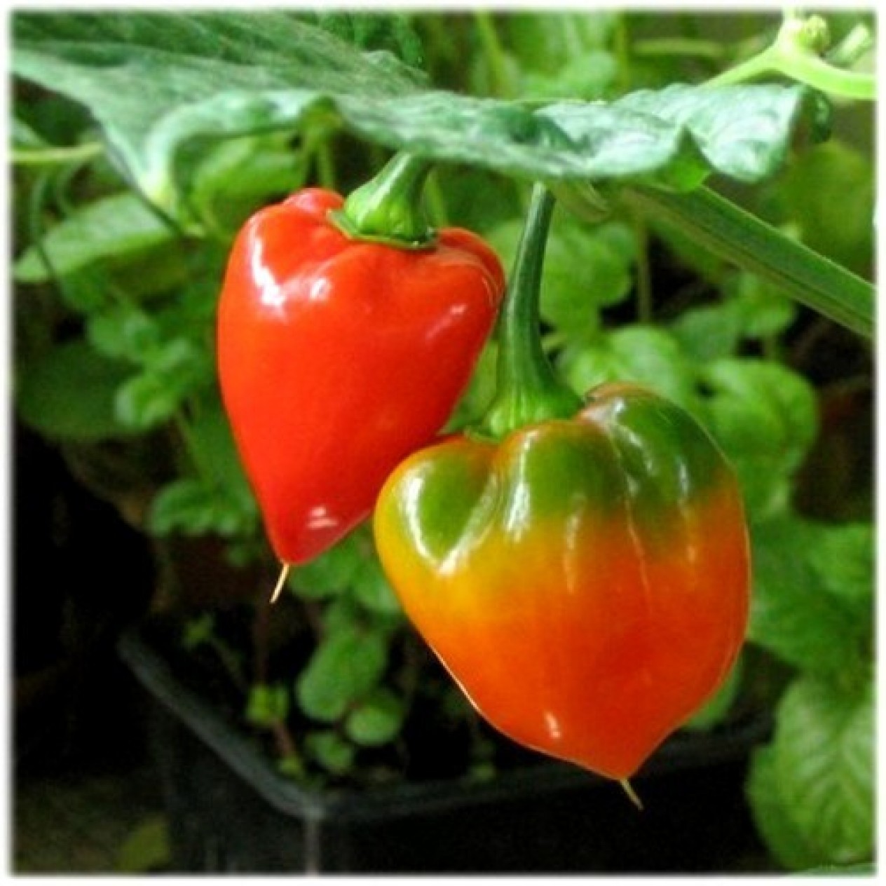 207718-peper-adjuma-type-monzano-habanero-manzano